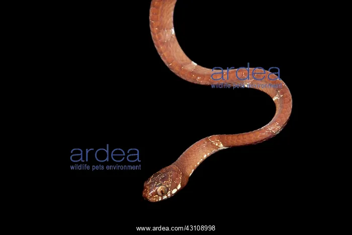 : Neo-tropical snail-eater (Dipsas indica) at night : Neo-tropical snail-eater (Dipsas indica) at night