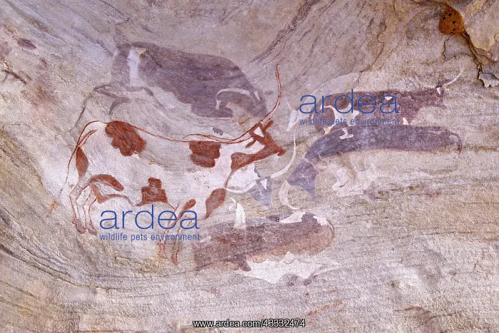 : Neolithic rock painting, cattles, Tin Todouft, Iheren-Tahila : Neolithic rock painting, cattles, Tin Todouft, Iheren-Tahila