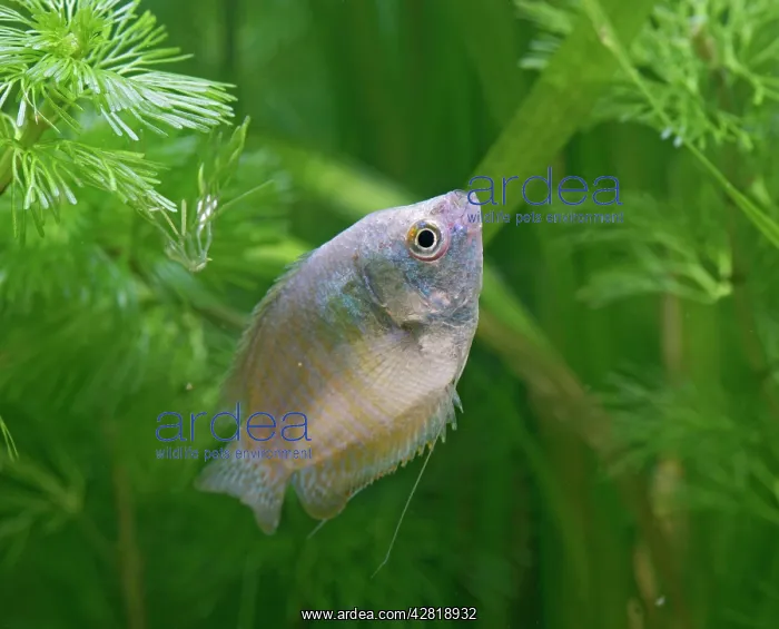 : Neon Blue Dwarf Gourami - variant of dwarf - female : Neon Blue Dwarf Gourami - variant of dwarf - female