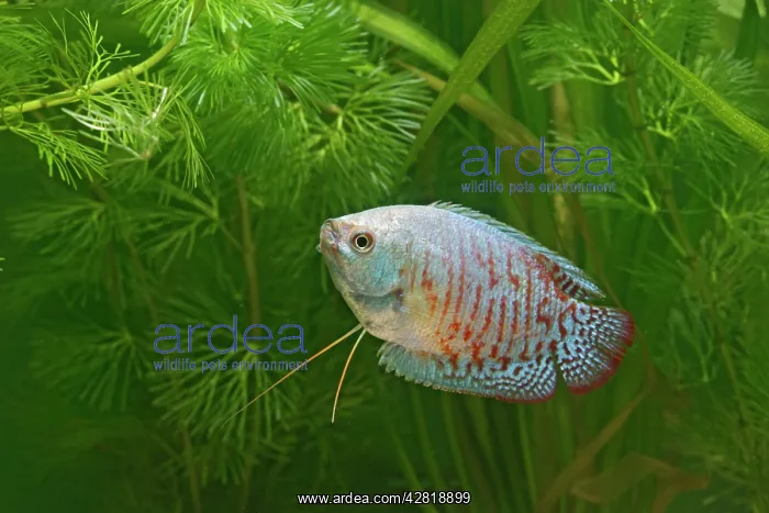 : Neon Blue Dwarf Gourami - variant of dwarf - male : Neon Blue Dwarf Gourami - variant of dwarf - male