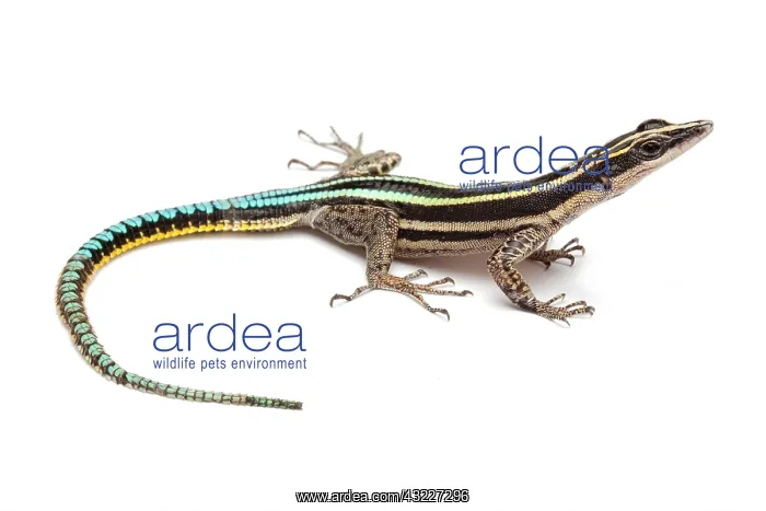 : Neon Blue-tailed Tree Lizard on white background : Neon Blue-tailed Tree Lizard on white background