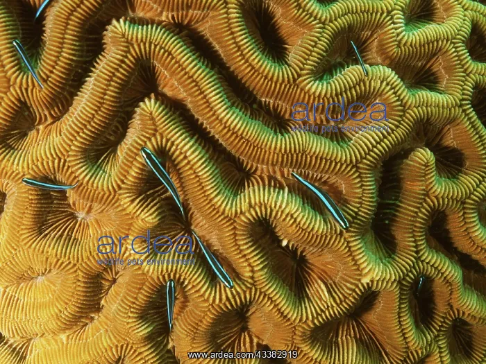: Several neon goby (Elacatinus oceanops) in brain : Several neon goby (Elacatinus oceanops) in brain