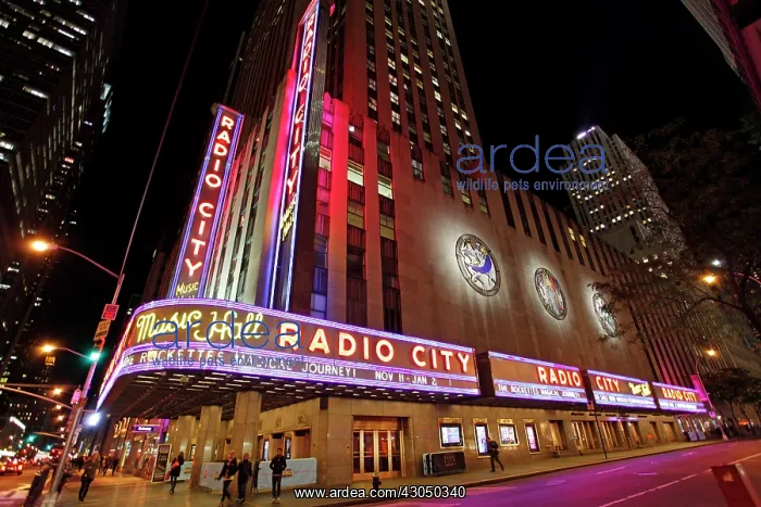 : The neon lights, lighting and illuminations of the sign : The neon lights, lighting and illuminations of the sign