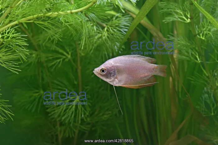 : Neon Red Dwarf Gourami - variant of dwarf - female : Neon Red Dwarf Gourami - variant of dwarf - female