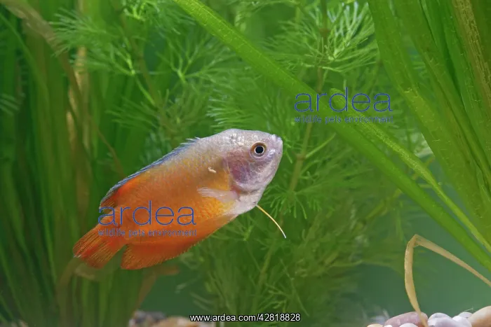: Neon Red Dwarf Gourami - variant of dwarf - male : Neon Red Dwarf Gourami - variant of dwarf - male