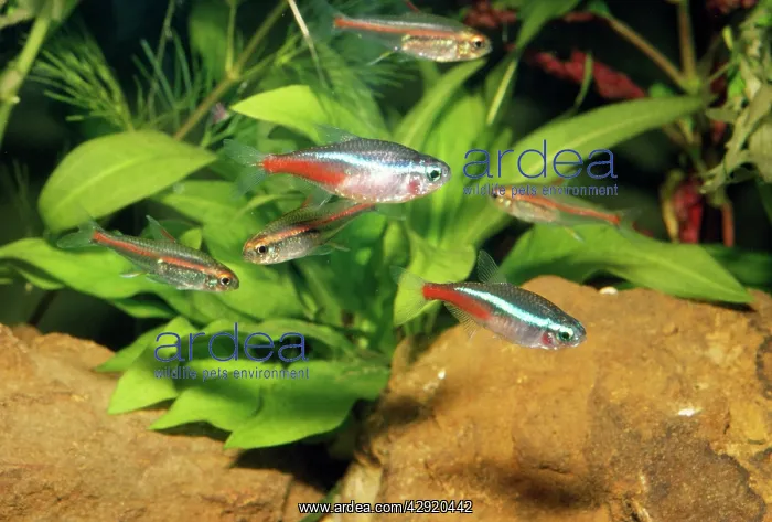  : Neon TETRA - Aquarium fish