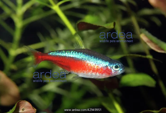 : Neon Tetra - Blackwater rivers : Neon Tetra - Blackwater rivers