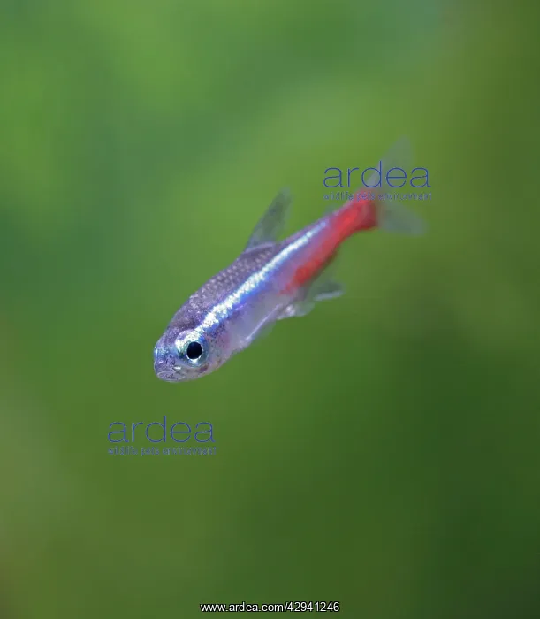 : Neon tetra E side view, tropical freshwater : Neon tetra E side view, tropical freshwater