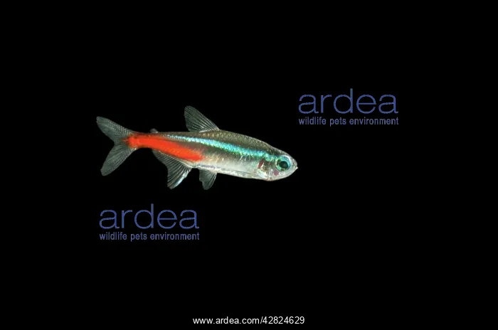 : Neon Tetra FISH : Neon Tetra FISH