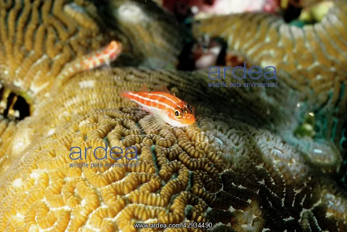 : Neon triplefin, captured for acquariums : Neon triplefin, captured for acquariums