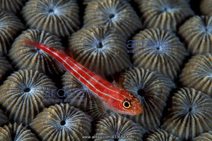 : Neon triplefin, Helcogramma striata, Walindi, West New Brita : Neon triplefin, Helcogramma striata, Walindi, West New Brita