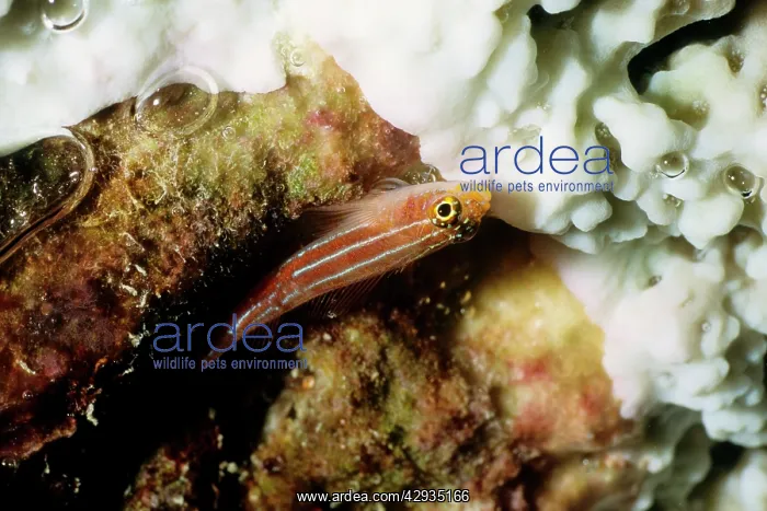 : Neon triplefin - sitting upside down under a table : Neon triplefin - sitting upside down under a table