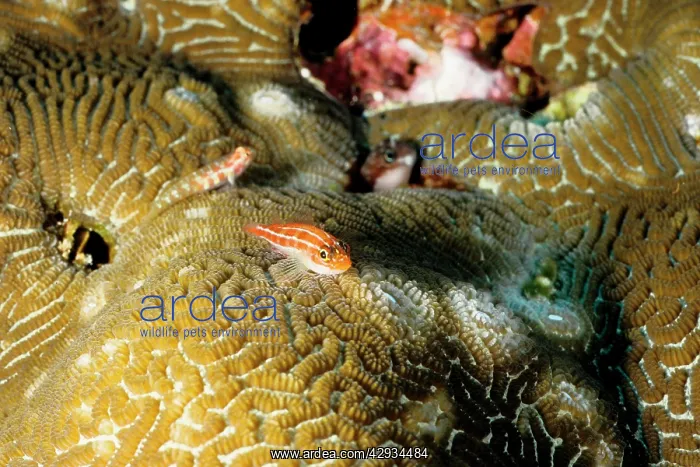 : Neon triplefin - taken for acquariums : Neon triplefin - taken for acquariums