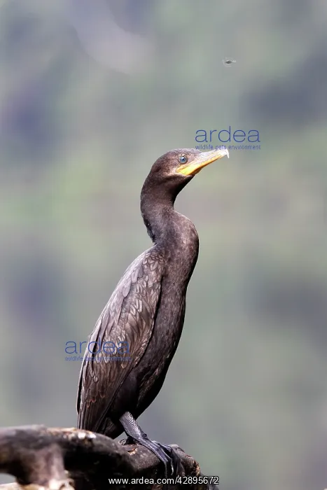 : Neotropic Cormorant : Neotropic Cormorant