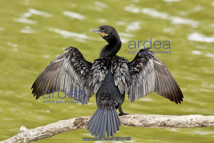: Neotropic Cormorant : Neotropic Cormorant