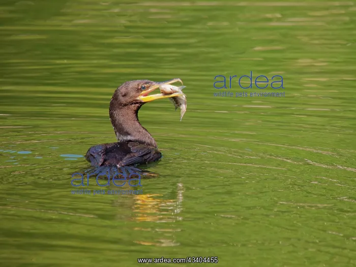 : Neotropic Cormorant catching fish Phalacrocorax : Neotropic Cormorant catching fish Phalacrocorax