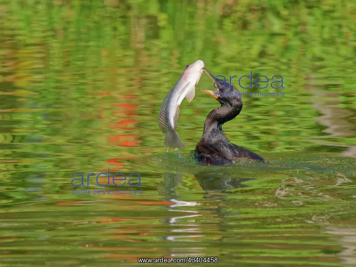 : Neotropic Cormorant catching fish Phalacrocorax : Neotropic Cormorant catching fish Phalacrocorax