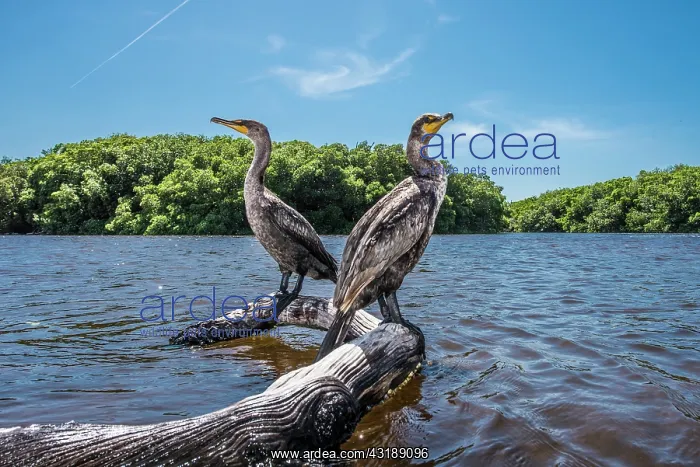 : Neotropic Cormorant (Phalacrocorax brasilianus) : Neotropic Cormorant (Phalacrocorax brasilianus)