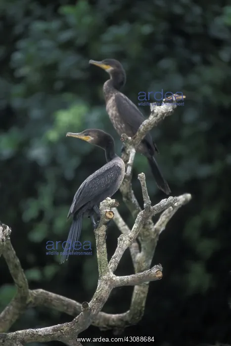 : Neotropic Cormorants : Neotropic Cormorants