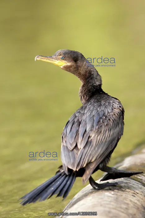 : Neotropic / Olivaceous Cormorant : Neotropic / Olivaceous Cormorant