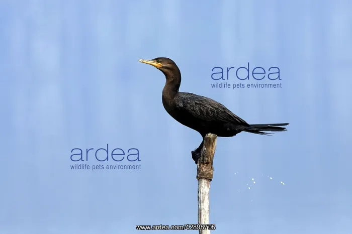 : Neotropic / Olivaceous Cormorant : Neotropic / Olivaceous Cormorant