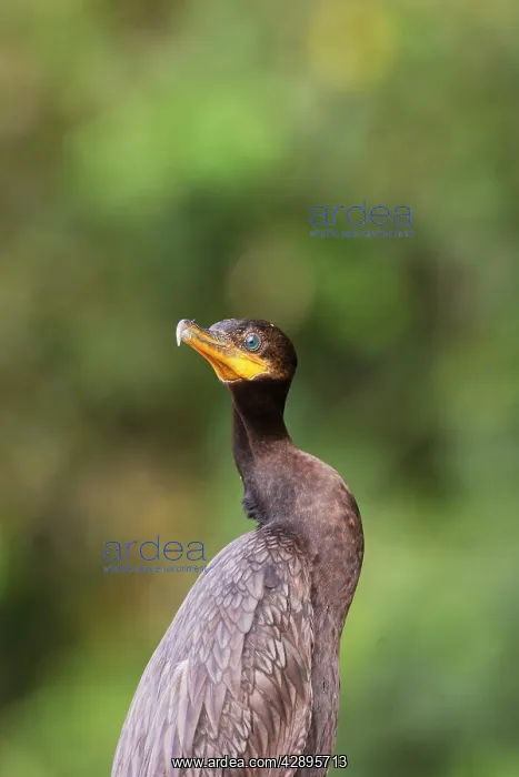 : Neotropic / Olivaceous Cormorant : Neotropic / Olivaceous Cormorant