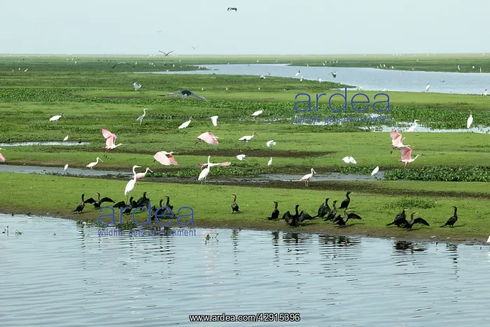 : Neotropic / Olivaceus Cormorant, (Phalacrocorax : Neotropic / Olivaceus Cormorant, (Phalacrocorax