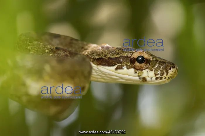 : Neotropical Bird Snake : Neotropical Bird Snake