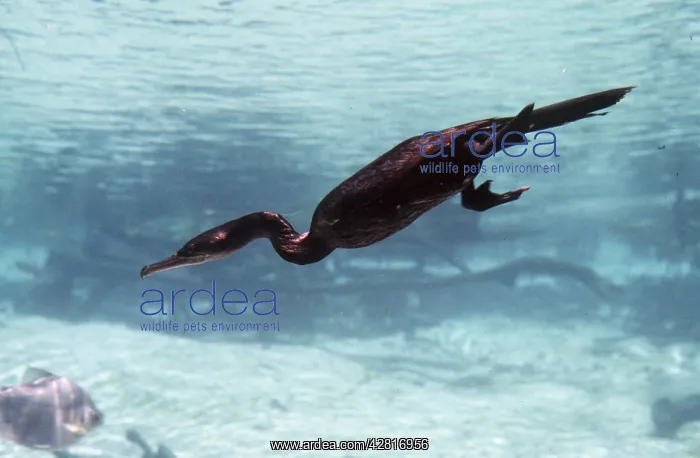 : NEOTROPICAL CORMORANT - underwater, diving : NEOTROPICAL CORMORANT - underwater, diving