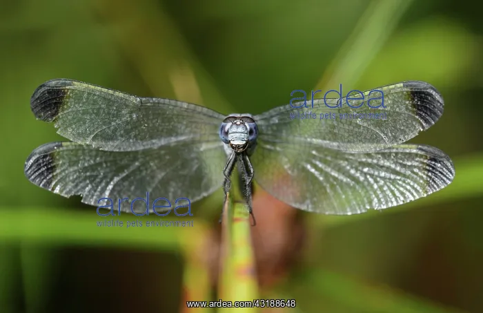 : Neotropical dragonfly (Uracis fastigiata) male : Neotropical dragonfly (Uracis fastigiata) male