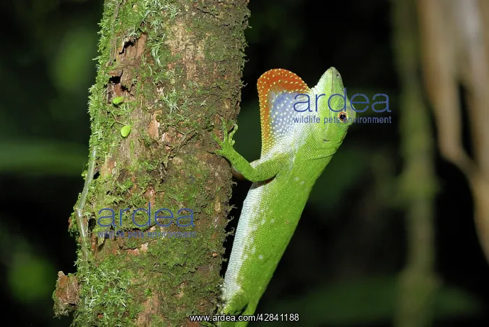 : Neotropical Green Anole : Neotropical Green Anole
