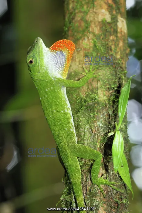 : Neotropical Green Anole : Neotropical Green Anole