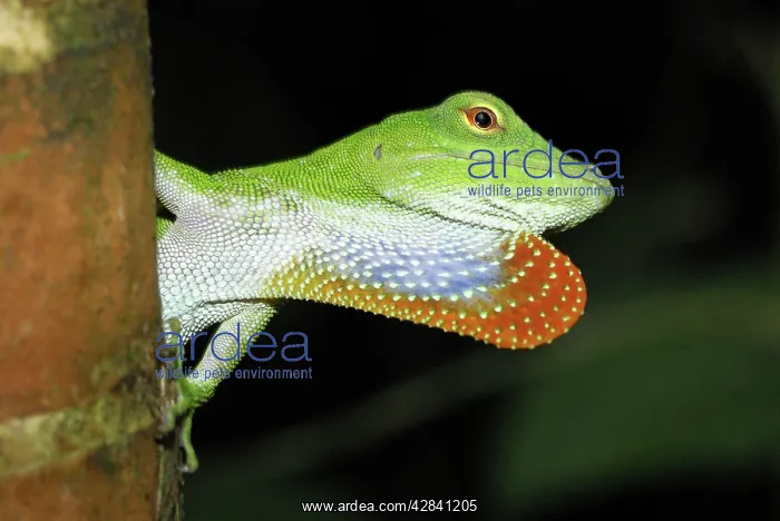 : Neotropical Green Anole : Neotropical Green Anole