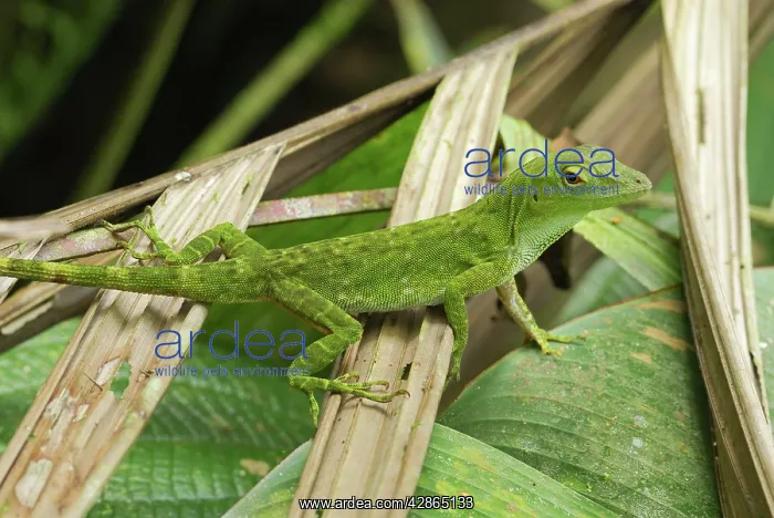 : Neotropical Green Anole : Neotropical Green Anole