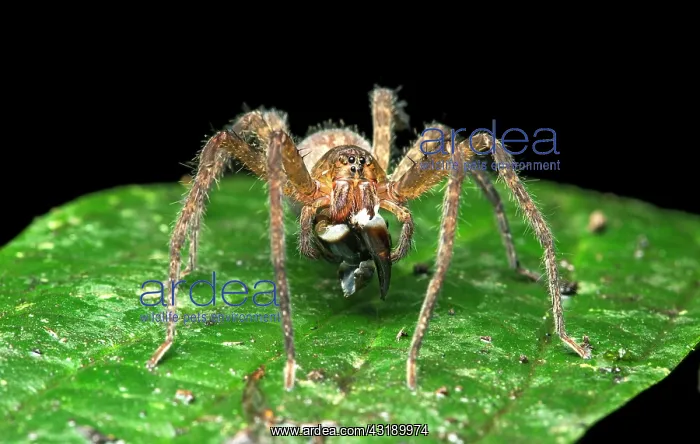 : Neotropical migrant spider (Ctenidae) with prey : Neotropical migrant spider (Ctenidae) with prey
