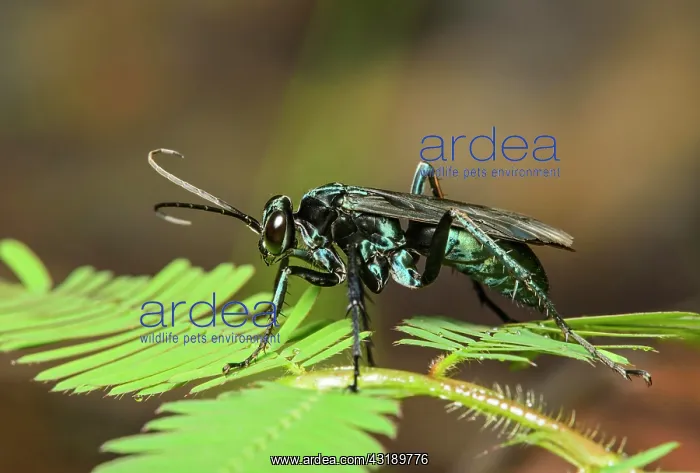  : Neotropical potter wasp (Vespidae), Amazon rainforest