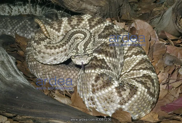 : Neotropical Rattlesnake : Neotropical Rattlesnake