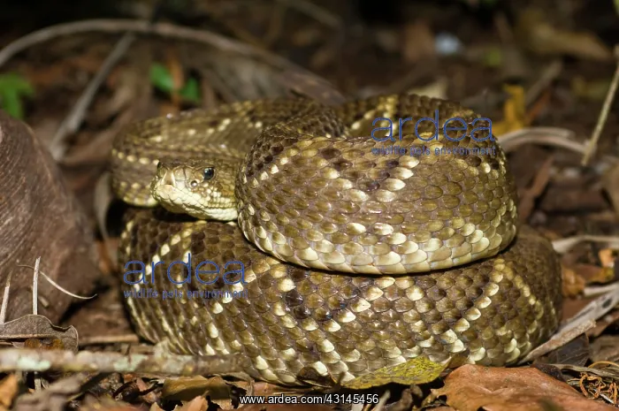 : Neotropical Rattlesnake : Neotropical Rattlesnake