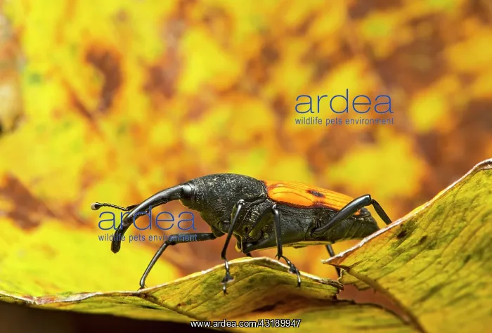 : Neotropical weevil (Curculionidae), Choco Rainforest : Neotropical weevil (Curculionidae), Choco Rainforest