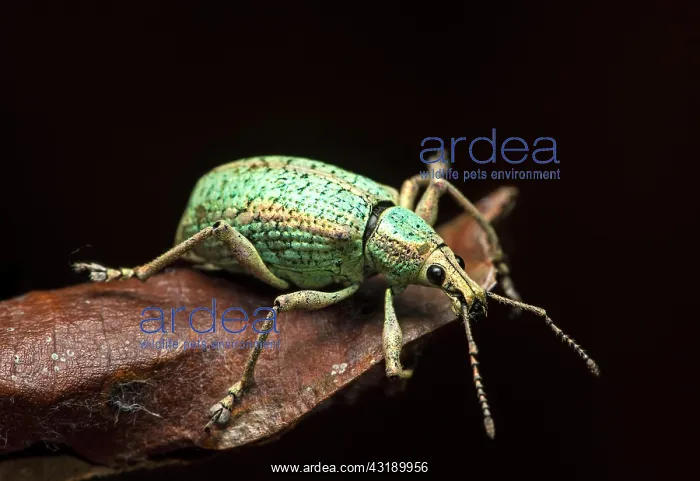  : Neotropical weevil (Curculionidae), Choco Rainforest