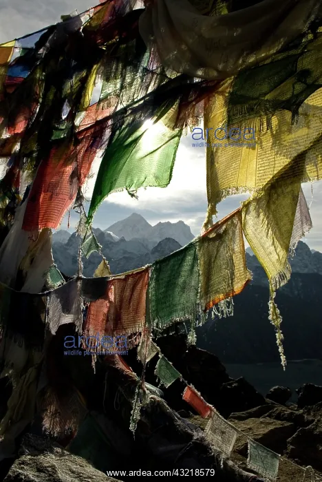 : Nepal, Gokyo Ri. Prayer flags on the summit : Nepal, Gokyo Ri. Prayer flags on the summit