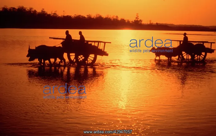 : Nepal - loaded bullock carts crossing Rapti river at sunset : Nepal - loaded bullock carts crossing Rapti river at sunset