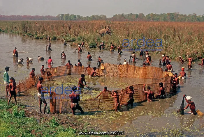 : Nepal - Tharu villagers community fishing using : Nepal - Tharu villagers community fishing using