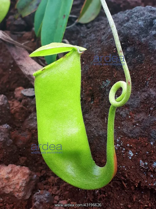 : Nepenthes Pitcher Plant (Nepenthes vieillardii) : Nepenthes Pitcher Plant (Nepenthes vieillardii)