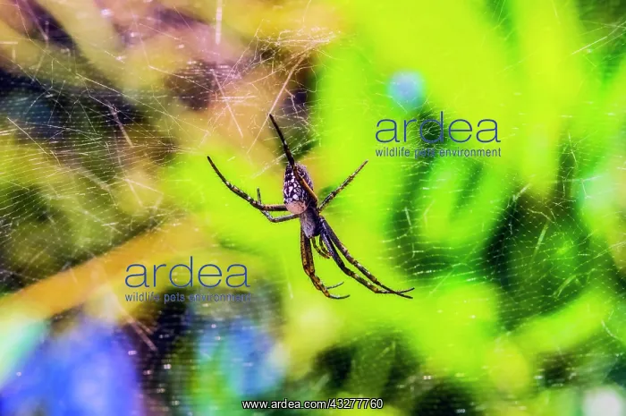 : Nephilid (Nephila) lurks in the spider's web, Mystery : Nephilid (Nephila) lurks in the spider's web, Mystery