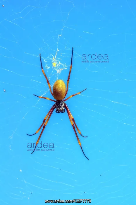 : Nephilid (Nephila) lurks in the spider's web, Mystery : Nephilid (Nephila) lurks in the spider's web, Mystery