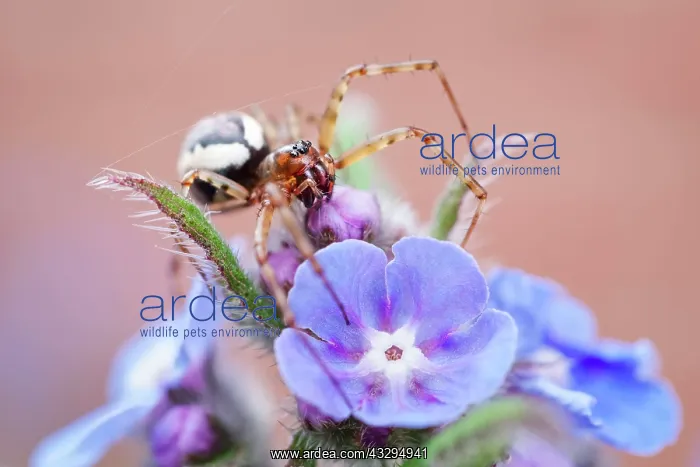 : Neriene Peltata - on Borage flowers : Neriene Peltata - on Borage flowers
