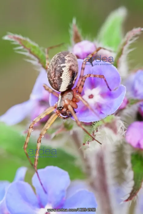 : Neriene Peltata - on Borage flowers : Neriene Peltata - on Borage flowers