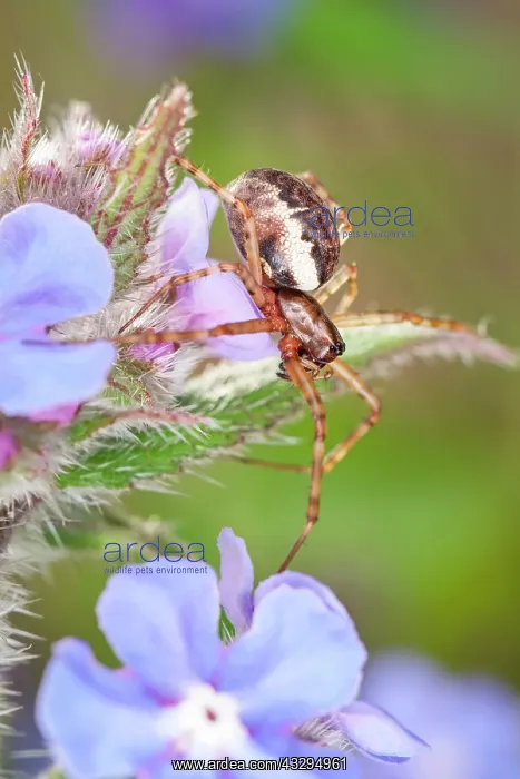 : Neriene Peltata - on Borage flowers : Neriene Peltata - on Borage flowers