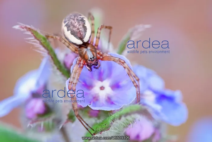 : Neriene Peltata - on Borage flowers : Neriene Peltata - on Borage flowers